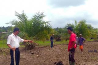 Perkembangan Mutakhir Industri Sawit Indonesia: Merongrong Ketahanan Pangan Nasional