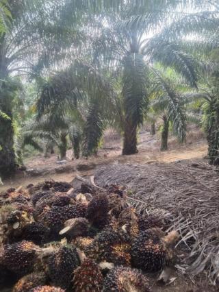 Tak Kondusif, Produksi Sawit di Banten Mengalami Penurunan Terus Menerus