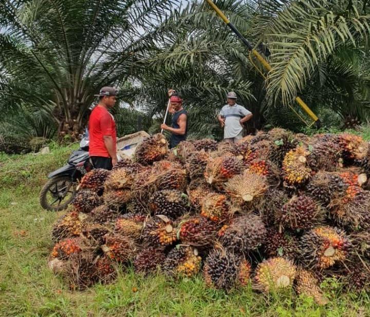 Sawit di Riau Jadi Pangsa Pasar Pertamina