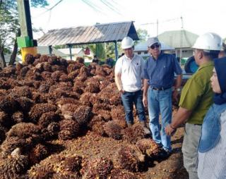 Sawit Menjadi Penyumbang Sepertiga Pajak di Bengkulu