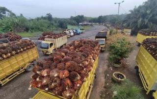 Ini Alasan Petani Sawit Ingin Bubarkan Kemitraan