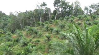Syarat PSR Lahan Tak Boleh Masuk Kawasan Hutan