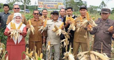 Sukses Tanam Jagung Kering Pipil di Kebun Sawit Aceh