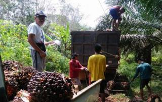 Komoditas Sawit Jadi yang Terbanyak di ST2013 Bangka Barat