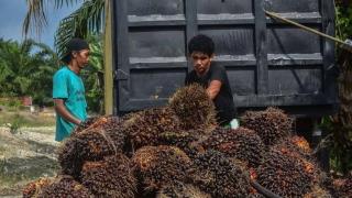62,64% Petani Sawit Tercatat BPS Sebagai Usaha Pertanian Perorangan di Riau