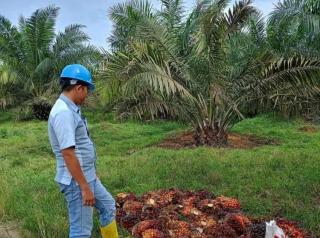 Harga Sawit di Riau Jadi yang Tertinggi di Indonesia