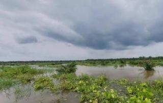 Kacau, 40 Hektar Kebun Sawit yang Baru Diremajakan 3 Bulan Kini Terendam Banjir