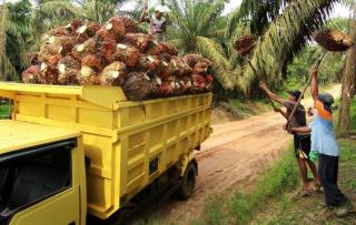 Berikut Harga Sawit di Jambi Setelah Mengalami Penurunan Pekan Lalu