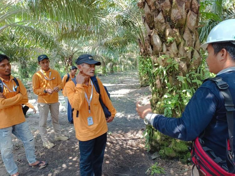 Kebun Sawit Milik PTPN di Siak Kalah Telak dari Milik PBS