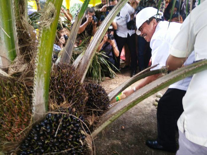 Luas Penyebaran Kebun Sawit di Kabupaten Siak