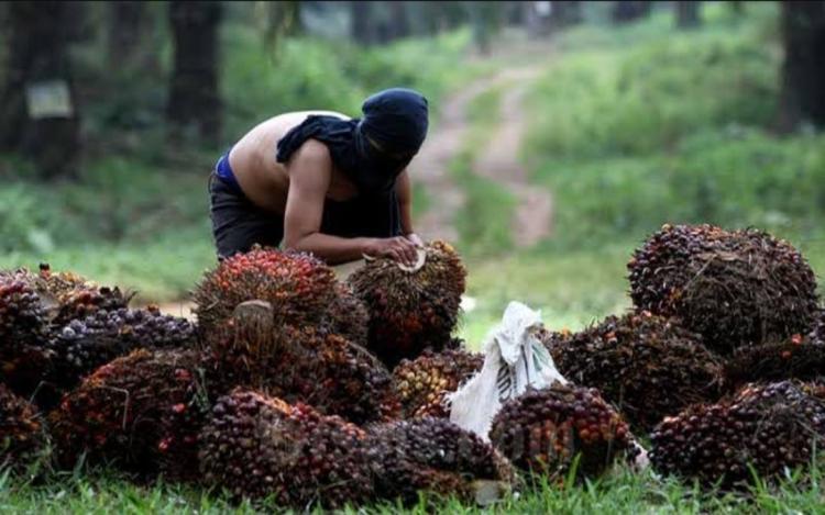 Saat Lebaran, Pencurian Sawit Justru Nihil