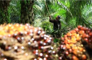 Segelintir Manfaat yang Dirasakan Aceh Setelah Punya Sawit Lebih dari 500 Ribu Hektar