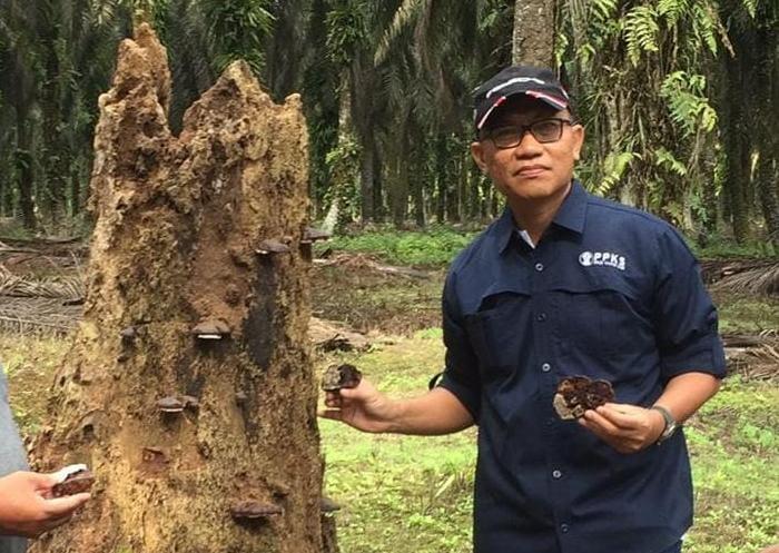 Serangan Ganoderma Menggerogoti Mayoritas Sawit di Riau