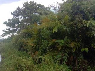 Kebun Sawit 661 Hektar Berubah Jadi Semak Belukar