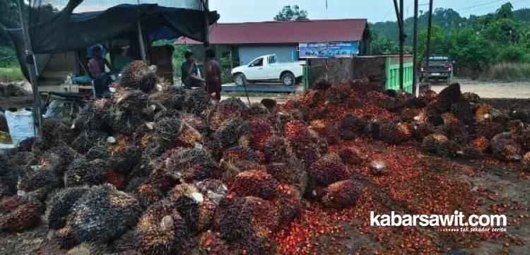 Produksi Seret, Harga Sawit di Jambi Naik