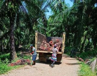 Kebun Edukasi Dongkrak Pengalaman Millenial di Sektor Sawit 