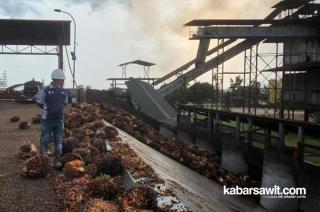 Petani Gembira, PT BTS Bangun Pabrik Sawit di Bangka Barat 