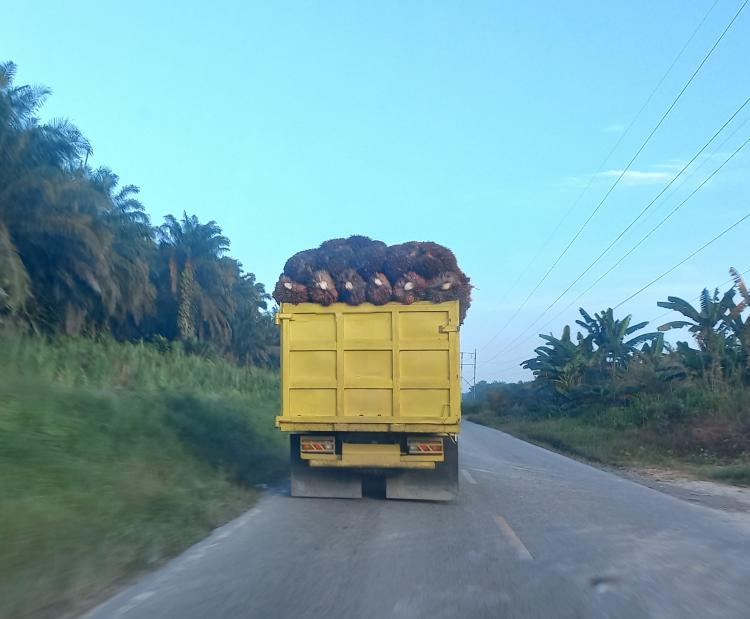 Harga Sawit di Jambi Naik Jadi Segini...