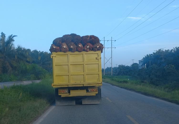 Harga Sawit di Babel Naik Tipis Periode Pertama September