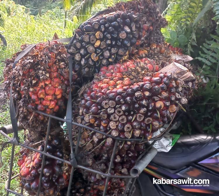 Harga Sawit di Jambi Tak Kuat Nanjak