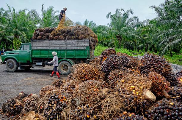 Menarik! Harga CPO PT KPBN Tembus Rp 13.600 dalam Tender 23 September 2024