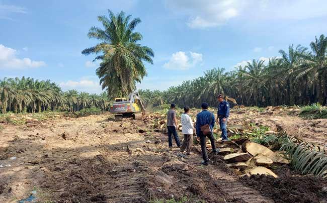 Mendorong Peremajaan Sawit: Kunci Sukses Program B50