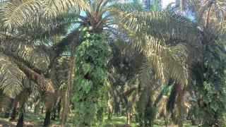 Gara-gara Salah Pilih Bibit, 500 Hektar Kebun Sawit di Bengkalis Bakal Direplanting, Padahal...