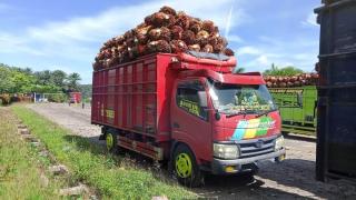 Mantap! Harga Sawit Riau Tertinggi di Indonesia