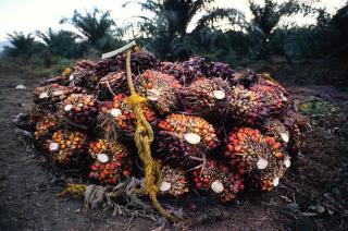 Nasib Berbeda: Harga TBS Sawit Mitra Swadaya di Riau Tertekan Sementara Plasma Stabil