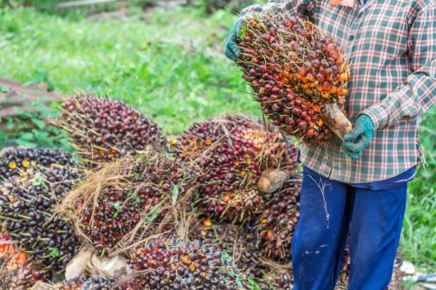 Kenaikan Harga TBS Sawit Mitra Swadaya di Riau Mencapai 4,25 Persen