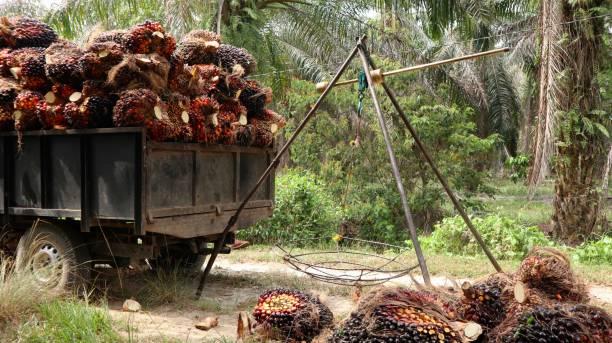 Kenaikan Harga Tandan Buah Segar Sawit di Kalimantan Timur untuk Periode 16-30 September 2024