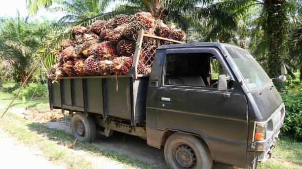 Harga Tandan Buah Segar Kelapa Sawit di Sumsel Mengalami Kenaikan Signifikan di Periode II Oktober 2024