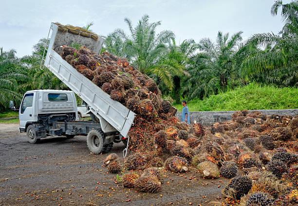 Harga TBS Sawit Plasma Riau Alami Kenaikan: Simak Daftar Terbarunya!