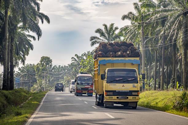 Pekanbaru Miliki Potensi Besar di Sektor Perkebunan Kelapa Sawit, Asisten II Soroti Luas Kebun