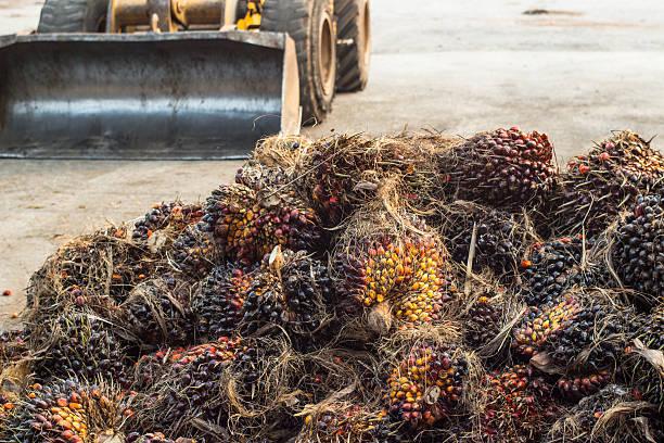 Harga TBS Sawit Kalbar Naik Empat Kali Berturut-turut, Capai Rp 3.132,46/kg di Periode III Oktober 2024