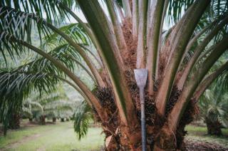 Menyoroti Tantangan Produktivitas Perkebunan Kelapa Sawit Rakyat di Indonesia