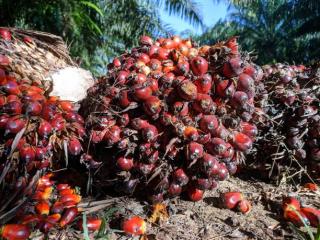 Harga TBS Jambi Pekan Ini Meningkat Tipis Rp 4,52 Per Kilogram