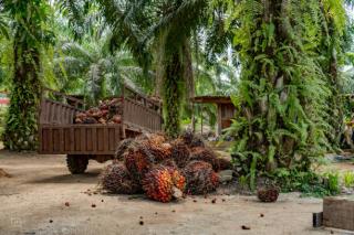 Kenaikan Harga Tandan Buah Segar Kelapa Sawit: Sumatera Utara Pimpin dengan Rp 3.000/kg