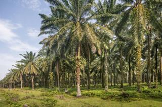 DPRD Berau Dukung Pengembangan Sawit Sebagai Komoditas Potensial di Bumi Batiwakkal