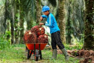 Kementan Tinjau Ulang Modul Pelatihan untuk Tingkatkan SDM Perkebunan Kelapa Sawit Nasional